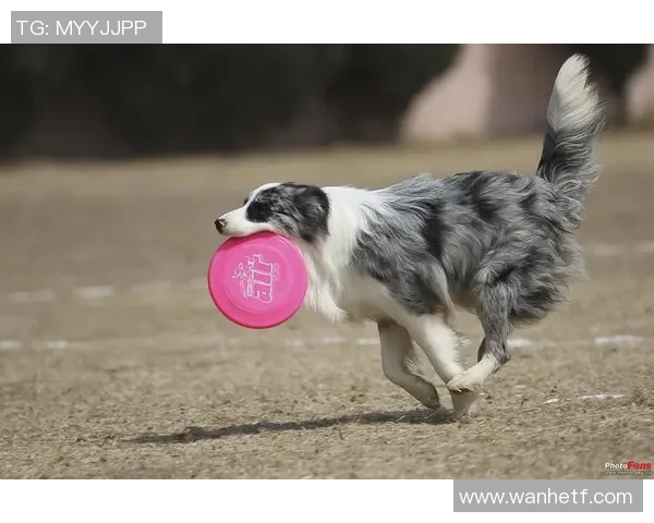 北京飞盘队在极限运动世界杯中的技术表现分析与点评 北京飞盘队在极限运动世界杯中的技术表现分析与点评